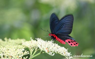 Atrophaneura horishana (Matsumura, 1910) 曙鳳蝶