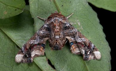 Eutelia adulatricoides Mell, 1943 鹿尾夜蛾