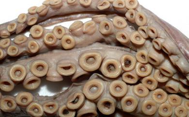 Cistopus taiwanicus Liao & Lu, 2009 臺灣小孔蛸