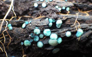 Chlorociboria aeruginosa 綠盤菌