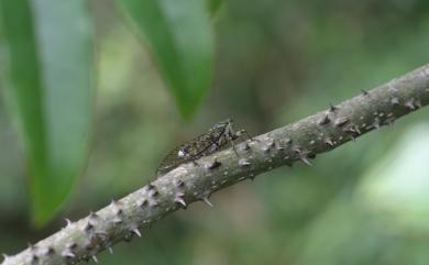 Euterpnosia ampla Chen, 2006 翠峰姬春蟬