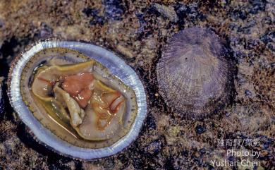 Cellana toreuma toreuma (Reeve, 1854) 花笠螺