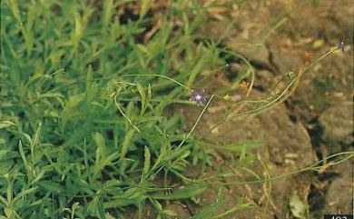 Wahlenbergia marginata (Thunb.) A.DC. 細葉蘭花參