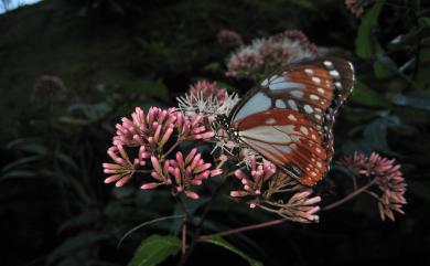 Parantica sita niphonica Moore, 1883 大絹斑蝶