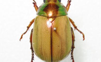 Mimela testaceoviridis Blanchard, 1850 黃艷金龜