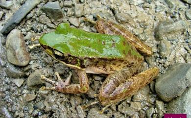 Odorrana swinhoana (Boulenger, 1903) 斯文豪氏赤蛙