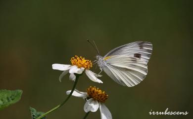 Pieris canidia Linnaeus, 1768 緣點白粉蝶