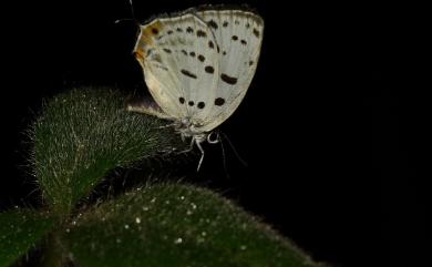 Araragi enthea morisonensis (Inoue, 1942) 墨點灰蝶