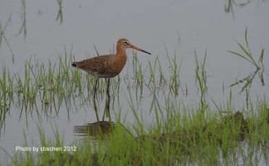 Limosa limosa (Linnaeus, 1758) 黑尾鷸