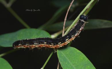 Goniocraspidum pryeri Leech, 1889 普鋸翅裳蛾