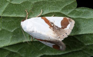 Sphragifera biplagiata (Walker, 1865) 日月明夜蛾