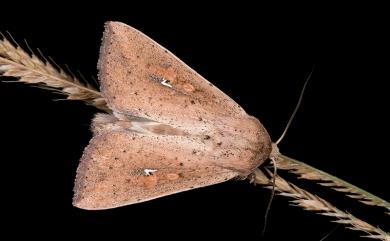 Mythimna pallidicosta (Hampson, 1894) 白緣秘夜蛾