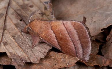 Syrastrena sumatrana obliquilinea Kishida, 1985 薄翅枯葉蛾