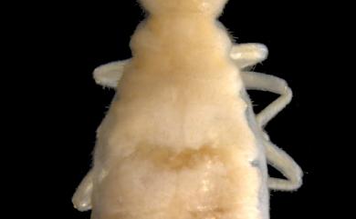 Coptotermes gestroi (Wasmann, 1896) 格斯特家白蟻
