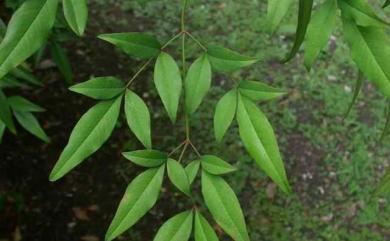 Nandina domestica Thunb. 南天竹