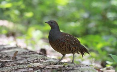 Bambusicola sonorivox Gould, 1862 臺灣竹雞