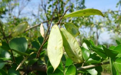 Haematoxylum campechianum L. 墨水樹