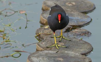 Gallinula chloropus (Linnaeus, 1758) 紅冠水雞