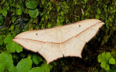 Timandra convectaria Walker, 1861