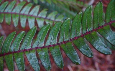 Pteris 鳳尾蕨屬