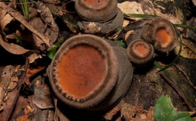 Trichaleurina javanica (Rehm) M. Carbone, Agnello & P. Alvarado 爪哇肉盤菌