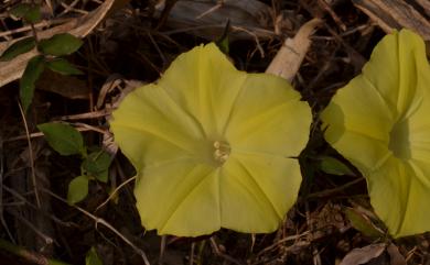 Distimake vitifolius (Burm.f.) Pisuttimarn & Petrongari 葡萄葉萼龍藤