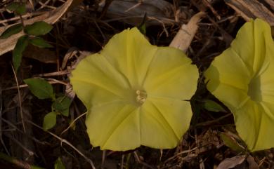 Camonea vitifolia (Burm.f.) A.R.Simões & Staples 掌葉耳節藤