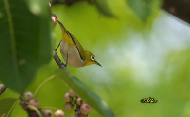 Zosterops japonicus Temminck & Schlegel, 1847 日菲繡眼