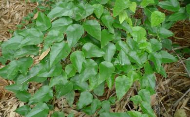 Stephania japonica var. japonica 千金藤
