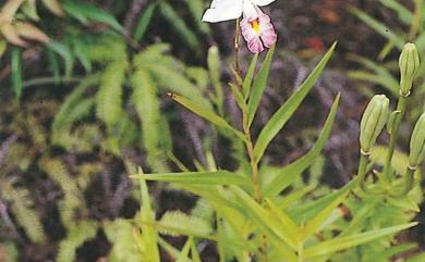 Arundina graminifolia 葦草蘭