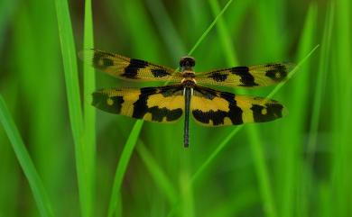 Rhyothemis variegata arria 彩裳蜻蜓