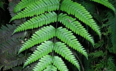 Pteris fauriei Hieron. 傅氏鳳尾蕨