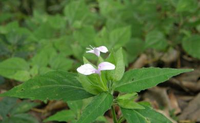 Peristrophe japonica (Thunb.) Bremek. 九頭獅子草