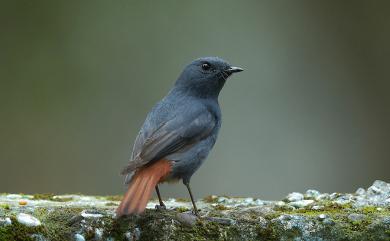 Phoenicurus fuliginosus affinis (Ogilvie-Grant, 1906) 鉛色水鶇(台灣亞種)