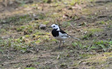 Motacilla alba leucopsis (Gould, 1838) 白鶺鴒(白面黑背亞種)