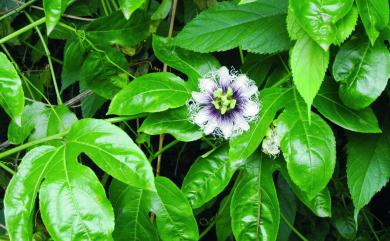 Passiflora edulis 西番蓮