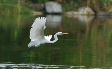 Ardea alba modesta J. E. Gray, 1831 大白鷺