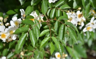 Rosa sambucina 山薔薇