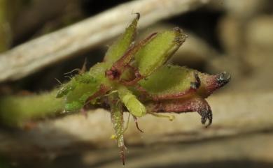 Corchorus aestuans var. brevicaulis 短莖繩黃麻