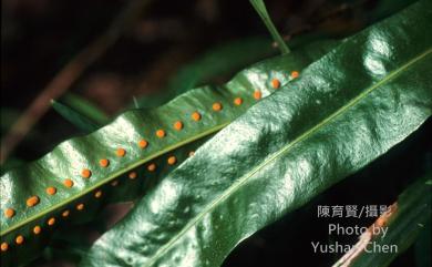 Neolepisorus fortunei (T.Moore) Li Wang 大星蕨