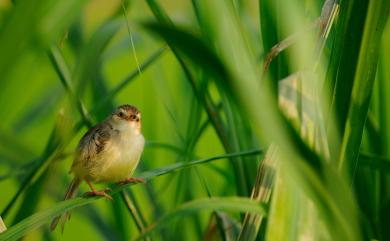 Prinia inornata flavirostris 褐頭鷦鶯