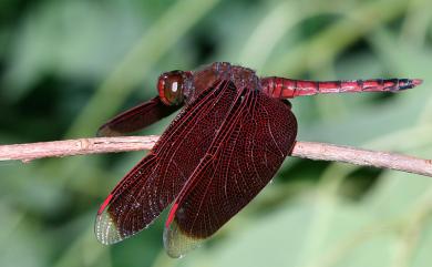 Neurothemis taiwanensis Seehausen & Dow, 2016 善變蜻蜓