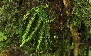 Calymmodon gracilis (Fée) Copel. 疏毛荷包蕨