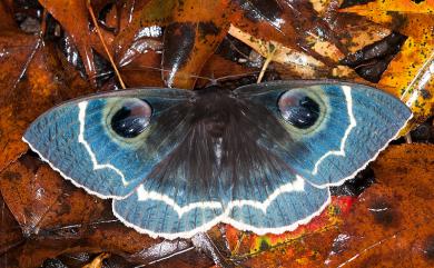 Erebus albicincta obscurata (Wileman, 1923) 玉邊目裳蛾