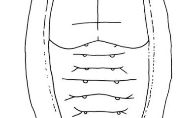 Tetraleurodes graminis Takahashi, 1934 禾草粉蝨