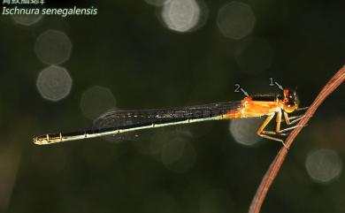 Ischnura senegalensis (Rambur, 1842) 青紋細蟌