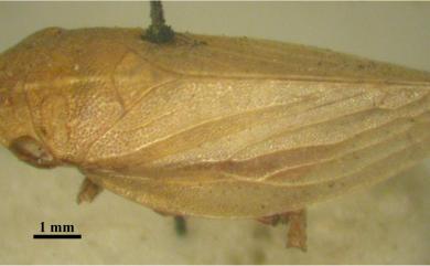 Aphrophora maritima Matsumura, 1903 海濱尖胸沫蟬