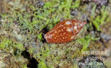 Pyrene punctata (Bruguiere, 1789) 紅麥螺