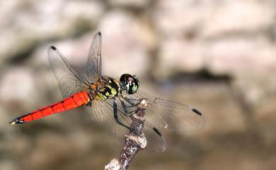 Lyriothemis elegantissima Selys, 1883 廣腹蜻蜓