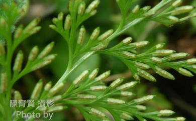 Onychium japonicum (Thunb.) Kunze 日本金粉蕨